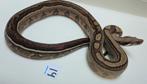 Boa Motley poss jungle 66% VPI 66% Leopard, Dieren en Toebehoren, Slang, 0 tot 2 jaar