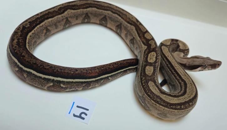 Boa Motley poss jungle 66% VPI 66% Leopard