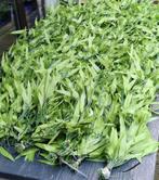 Veel kunst bladeren takken voor bijvoorbeeld jungle kamer., Ophalen of Verzenden, Zo goed als nieuw