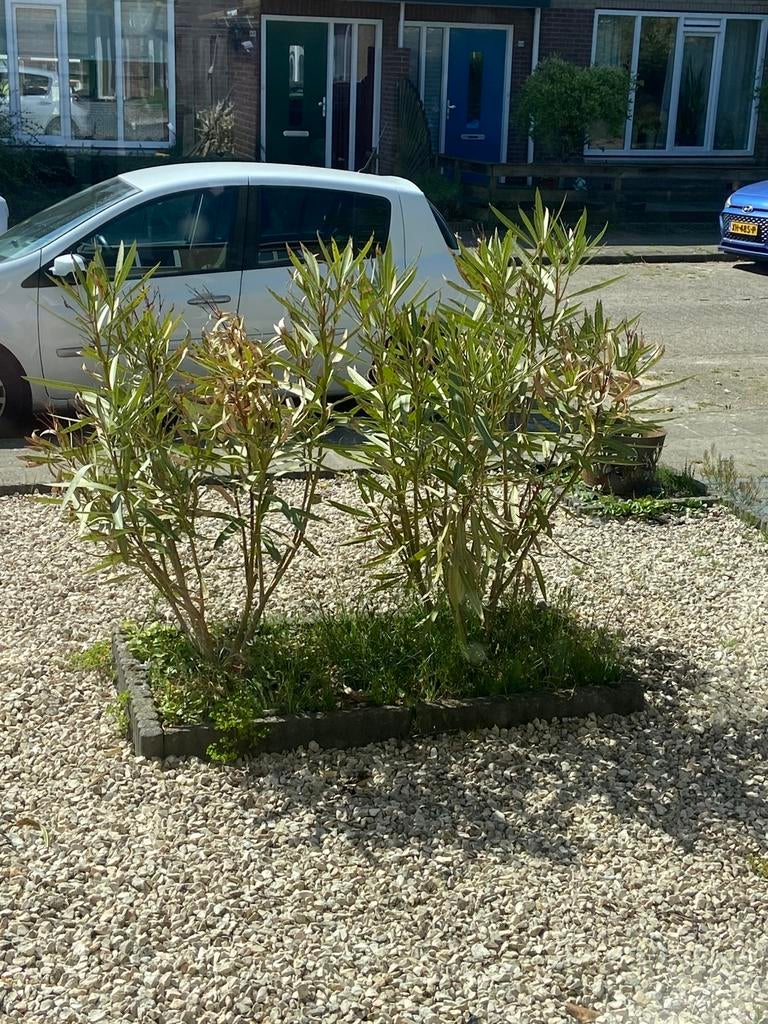 Oleander, Ophalen, Volle zon, Overige soorten