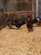 Broedeieren friesehoen roodbont, Geslacht onbekend, Kip