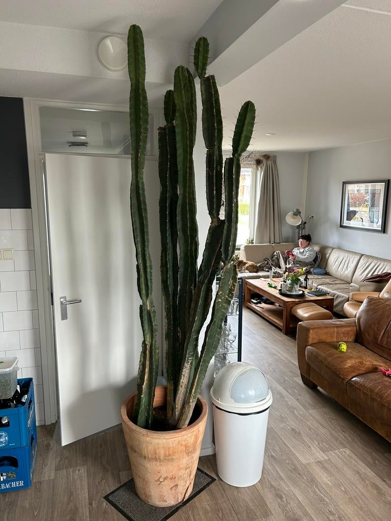 Oude, grote zuilcactus te koop, Huis en Inrichting, Kamerplanten, Ophalen, 200 cm of meer, Volle zon, In pot