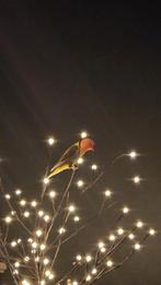 Goed tehuis gezocht voor Agapornis Fischeri, Dieren en Toebehoren, Vogels | Parkieten en Papegaaien, Geslacht onbekend, Dwergpapegaai of Agapornis