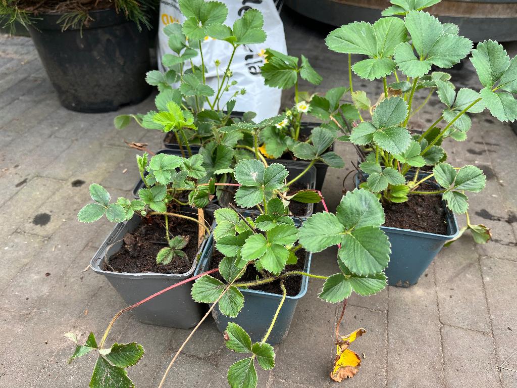 Aardbei plantjes (doordragers), Tuin en Terras, Ophalen, Vaste plant, Fruitplanten, Volle zon