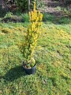 taxus, Ophalen, Taxus, Struik, Minder dan 100 cm