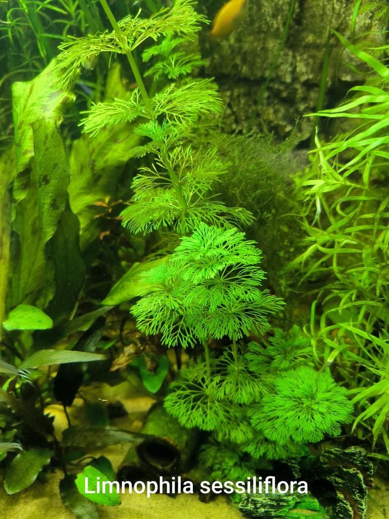 Limnophila sessiliflora te koop 2.5 euro/5 stuks, Ophalen