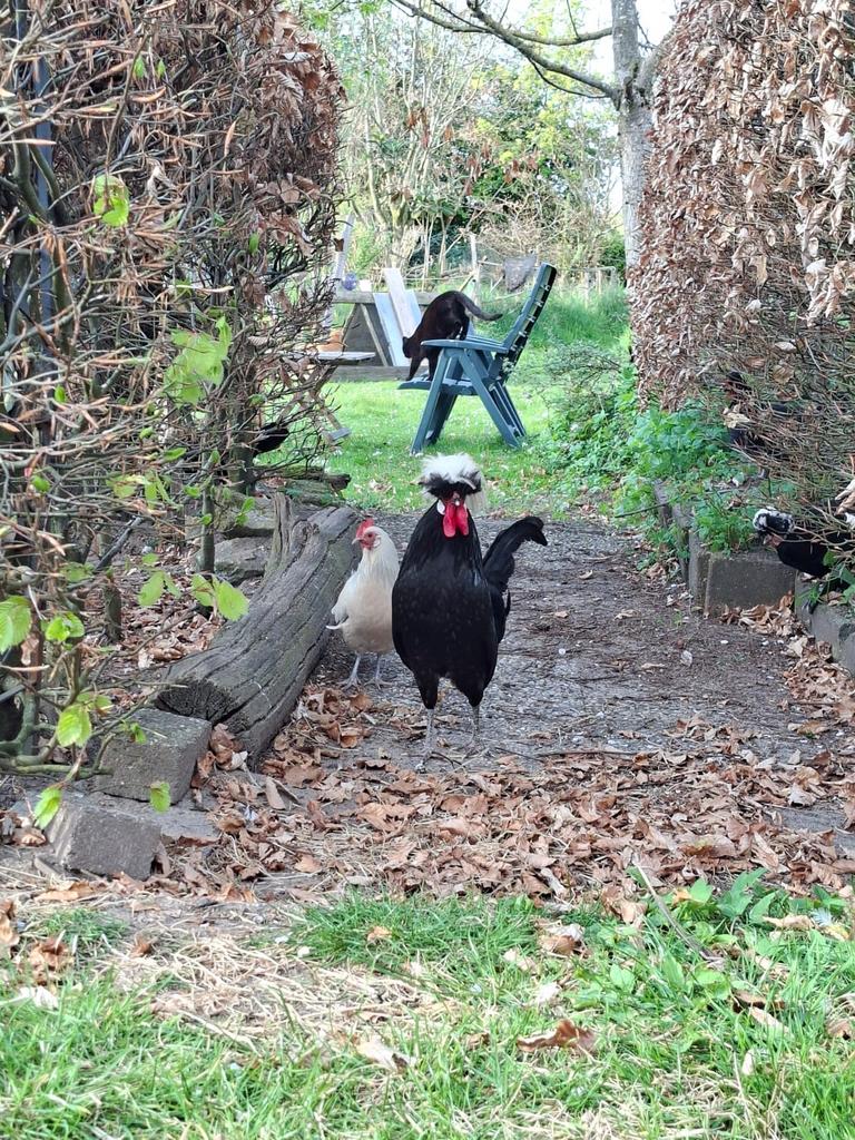 Hollandse Kuifhoen haan 2025 kopen of ruilen, Dieren en Toebehoren, Pluimvee, Mannelijk, Kip
