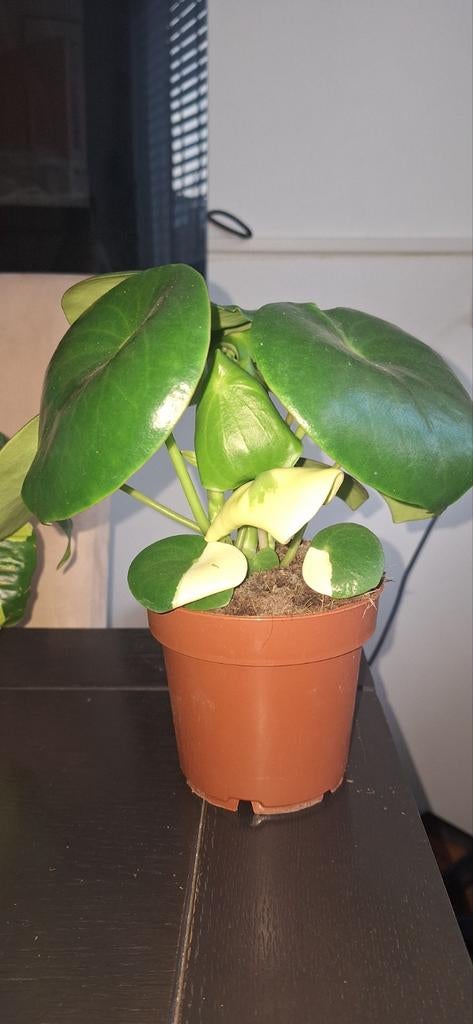 Peperomia raindrop variegata, Huis en Inrichting, Kamerplanten, Ophalen of Verzenden, Halfschaduw, Minder dan 100 cm