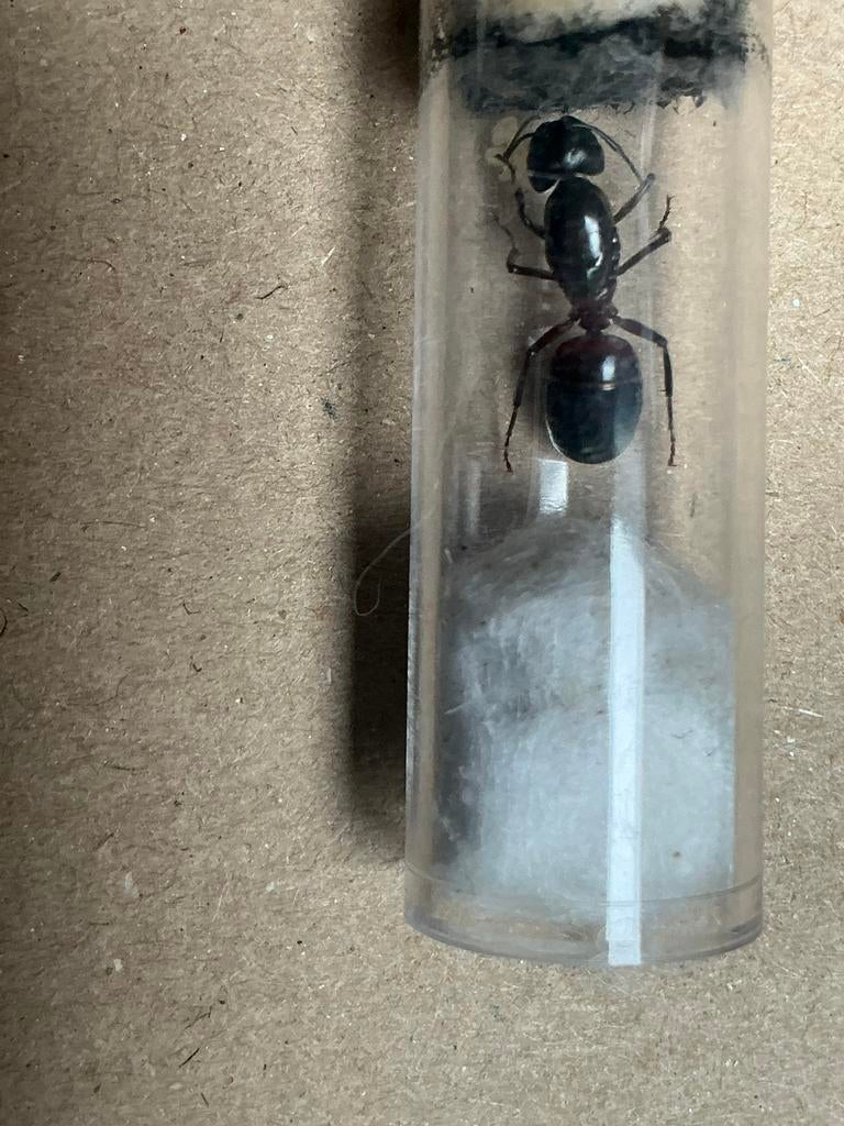 Camponotus ligniperda queen met broed, Dieren en Toebehoren, Insecten en Spinnen, Mieren