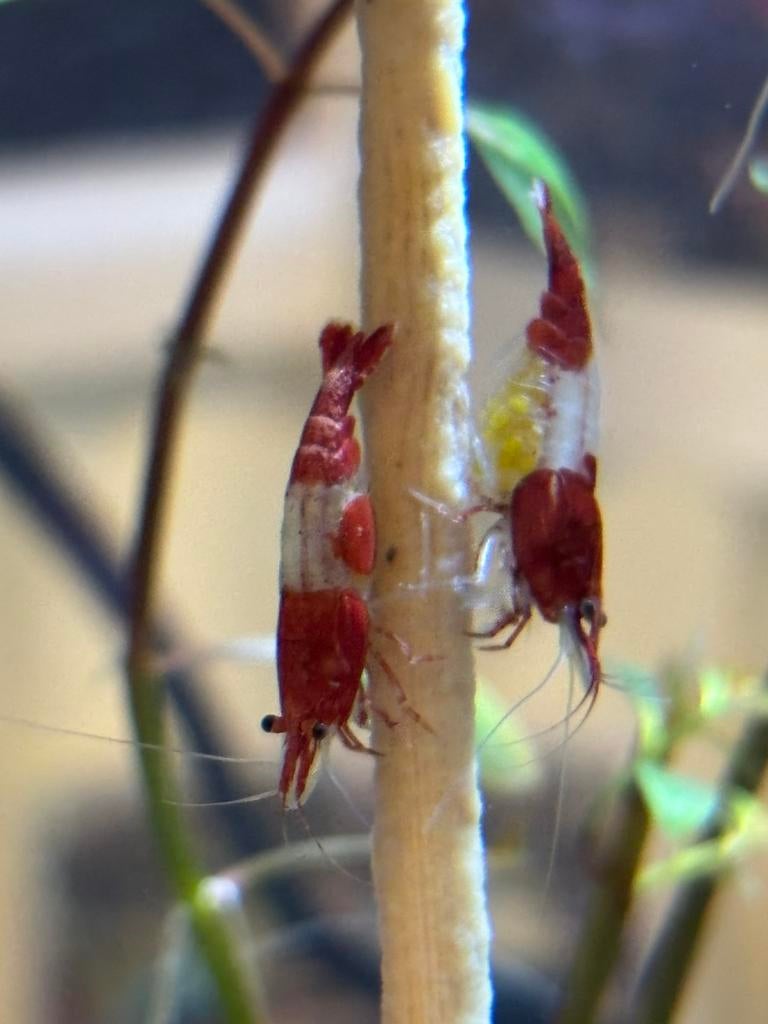 Red Rili garnalen, Dieren en Toebehoren, Kreeft, Krab of Garnaal