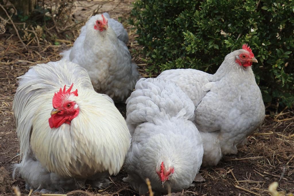 kuikens cochin parelgrijs, Dieren en Toebehoren, Pluimvee, Geslacht onbekend, Kip