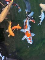 Koi karpers + 5 kamerfilter, Karper of Koi