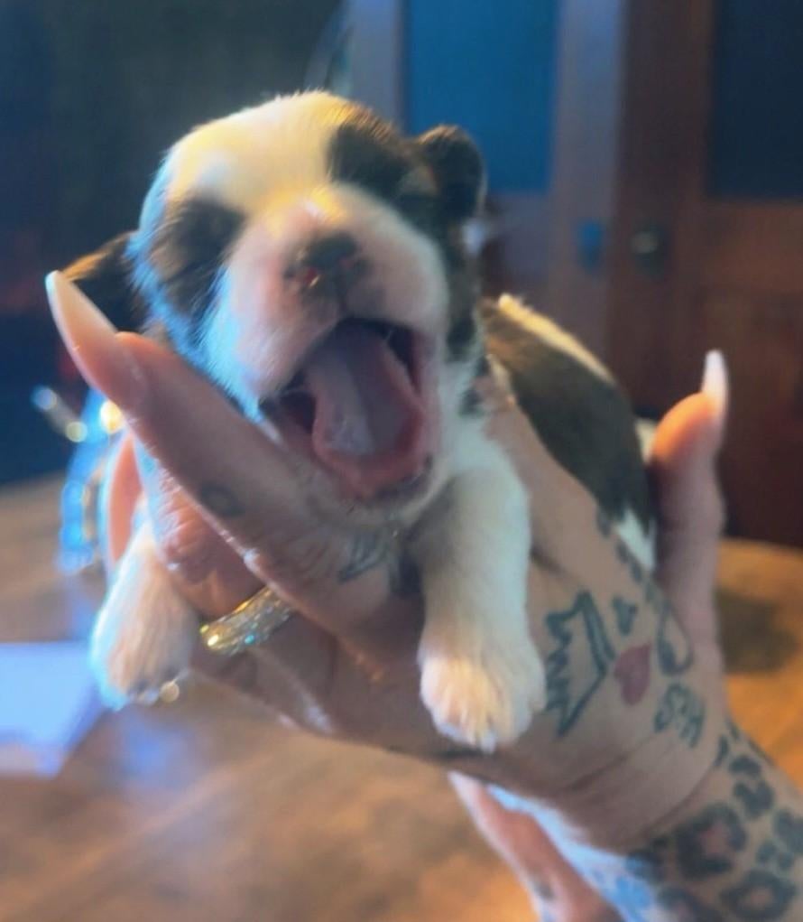 Prachtige nest shih-tzu, Overige rassen, 8 tot 15 weken, Teef, Parvo