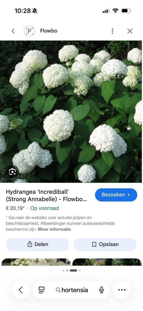 Hortensia 'Strong Annabelle' - Sterke en bloeiende plant, Tuin en Terras, Ophalen of Verzenden, Overige soorten, Halfschaduw