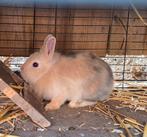 Konijn, Dieren en Toebehoren, Konijnen, Mannelijk