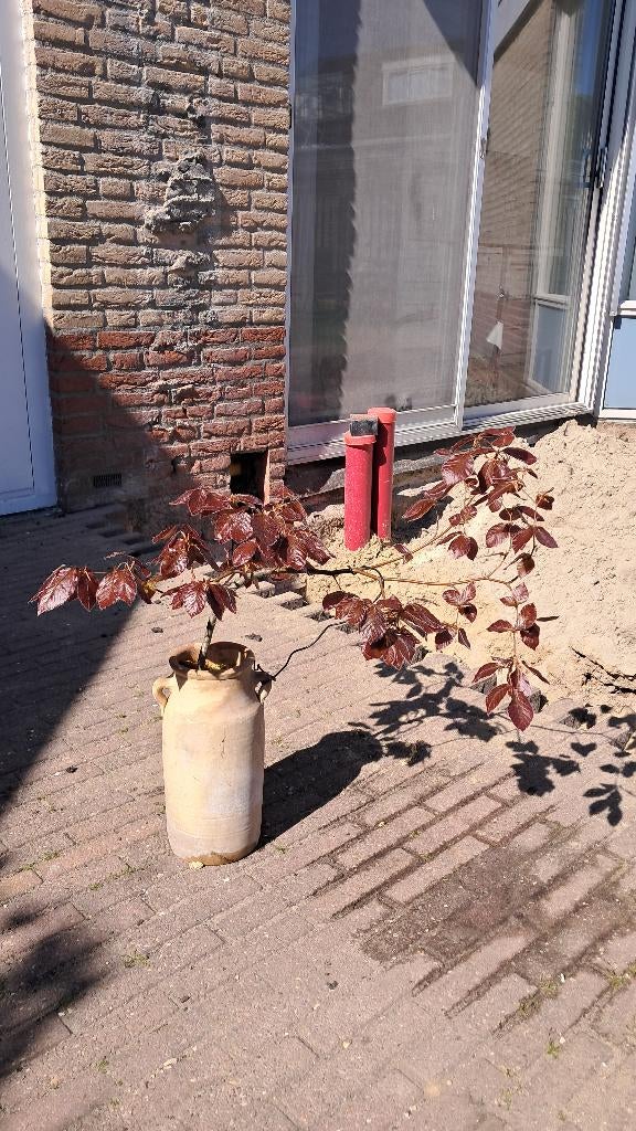 Fagus sylvatica Rode beuk, jong bonsai, Tuin en Terras, Planten | Bomen, Bloeit niet, Leiboom, Halfschaduw, Minder dan 100 cm