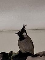 Himalaya buulbuul man, Mannelijk