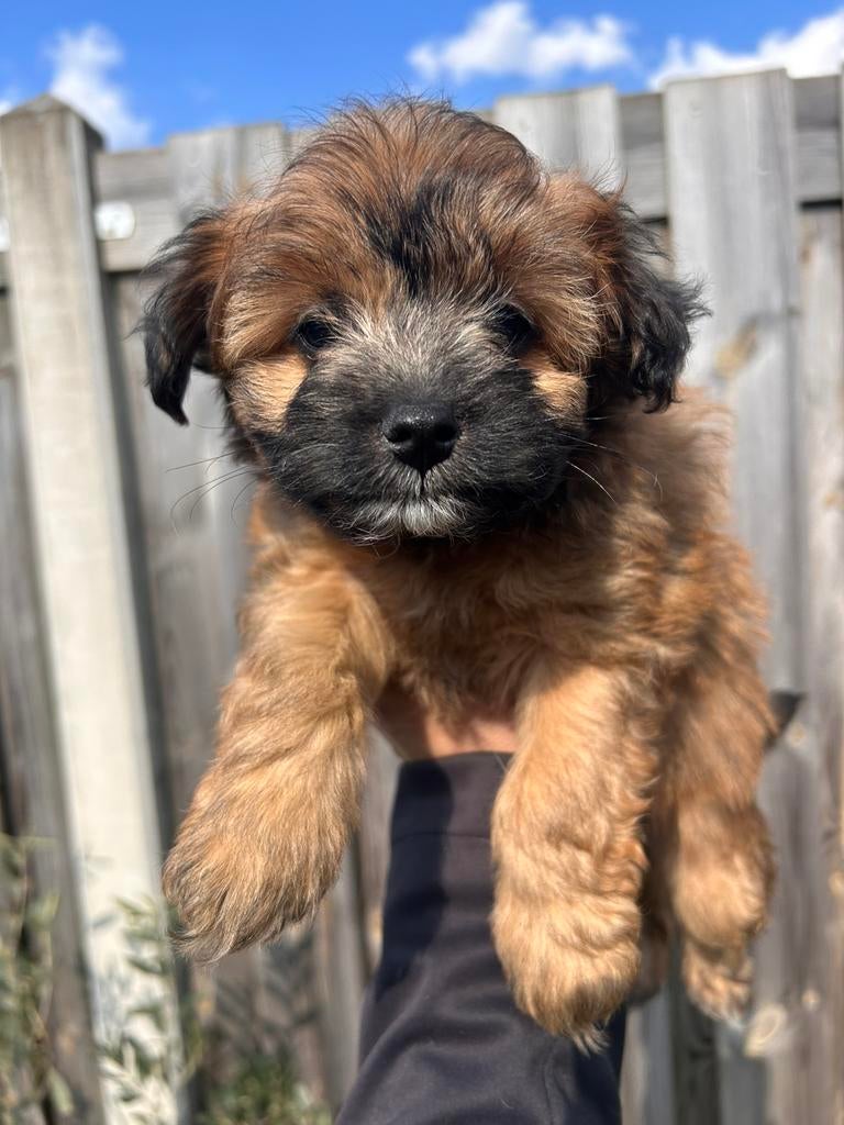 Toy poedel x keeshond, Dieren en Toebehoren, Poedel, Parvo, 8 tot 15 weken, Meerdere