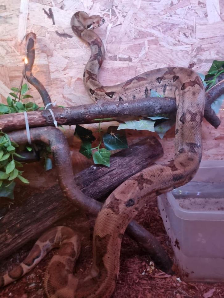 0.1 hypo jungle het kahl albino boa constrictor imperator Boa Constrictor - female for sale from Rocking Reptiles