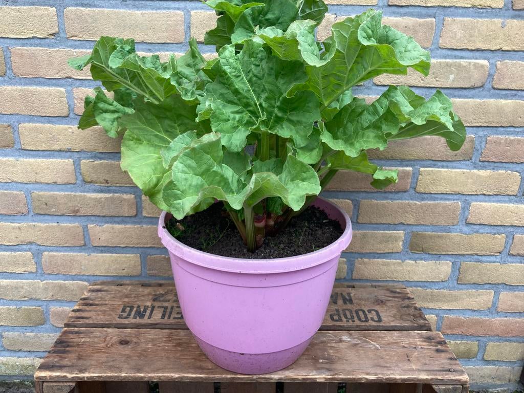 Rabarberplant Rabarber Tuinplant, Ophalen, Volle zon, Bloeit niet, Groenteplanten