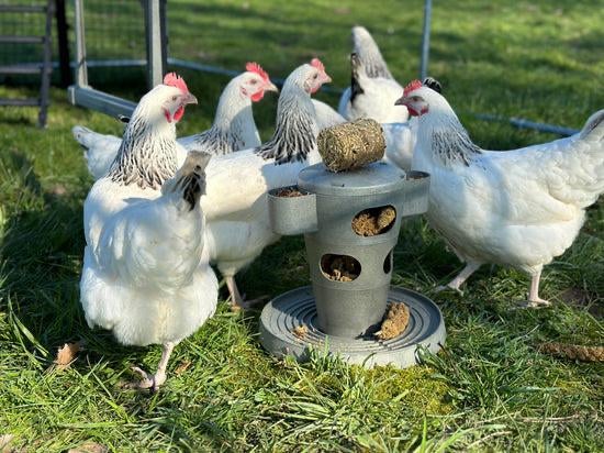 Sussex kippen jonge hennen 21 weken leghennen legkippen, Dieren en Toebehoren, Pluimvee, Vrouwelijk, Kip