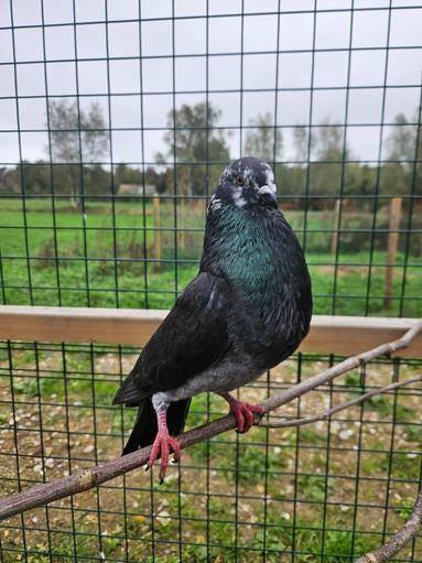Stekelrog zoekt een huisje! (Sierduif), Vrouwelijk, Overige soorten