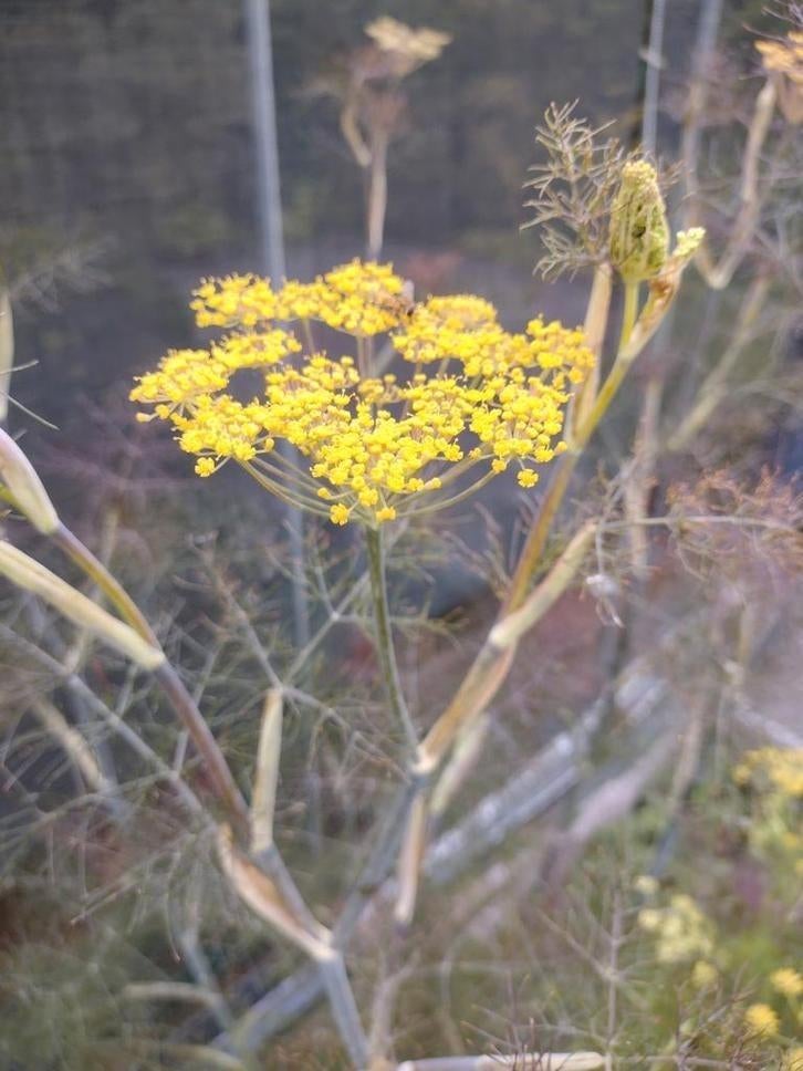 'Zaden Bronze Venkel - Foeniculum vulgare, meerjarig, Verzenden, Volle zon
