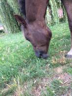 paardenmest , ik laad je aanhanger, Ophalen, Mest