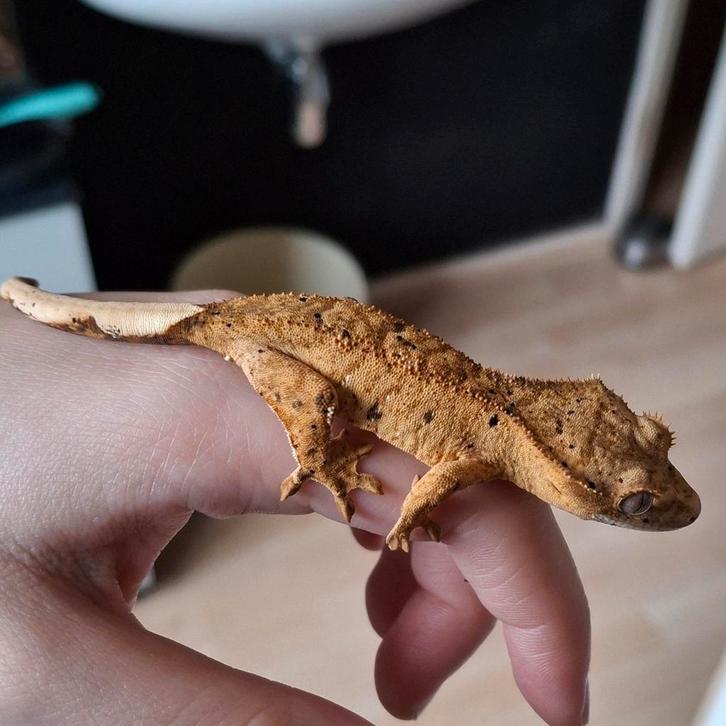 Tijdelijk korting! Dalmatian wimpergekko/crested gecko vrouw Crested Gecko - female for sale from Lotus' Creatures