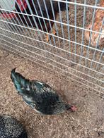 Pluimvee, Dieren en Toebehoren, Pluimvee, Mannelijk, Kip