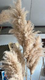 Pampasgras, Ophalen of Verzenden, Zo goed als nieuw