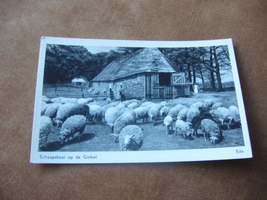 EDE  =  SCHAAPSKOOI OP DE GINKEL, Verzamelen, Ansichtkaarten | Nederland, Ophalen of Verzenden, 1940 tot 1960, Gelopen, Gelderland