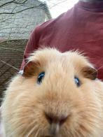 Twee classy dames zoeken een nieuw huisje., Cavia, Vrouwelijk, Tam, September