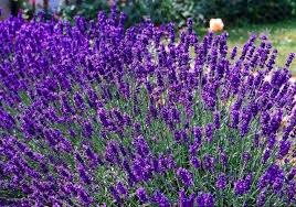 Lavendel, munstead i, Tuin en Terras, Volle zon, Vaste plant, Zomer, Ophalen