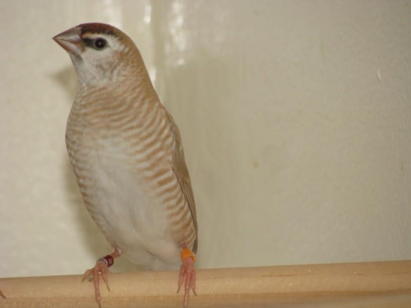 Ceresamadine pop gezocht, Dieren en Toebehoren, Vrouwelijk