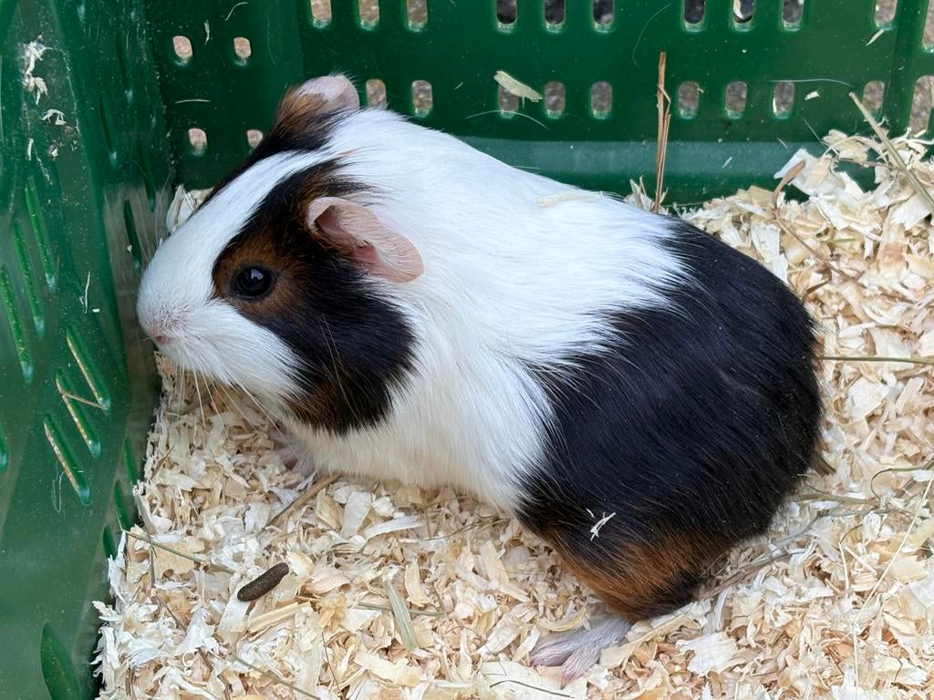Jonge cavia te koop, Vrouwelijk, Tam, Maart, Cavia
