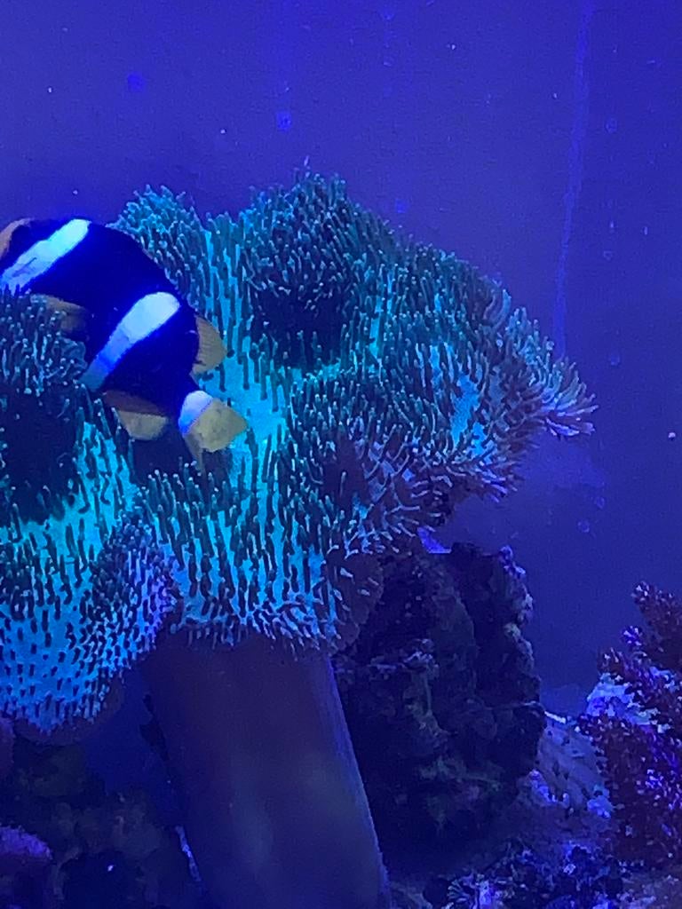 Amphiprion Clarkii, Vis