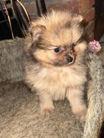 mooie pups zoeken een gouden mandje, Parvo, Overige rassen, 8 tot 15 weken, Meerdere