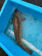 Chagoi koi 70 cm, Karper of Koi
