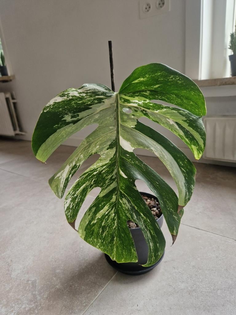 Monstera Albo stekje, Ophalen
