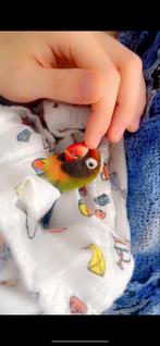 Agapornissen // love birds, Dieren en Toebehoren, Vogels | Parkieten en Papegaaien, Mannelijk, Dwergpapegaai of Agapornis, Tam