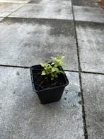 Erigeron karvinskianus, Overige soorten, Volle zon, Vaste plant, Ophalen of Verzenden