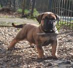 Boerboel pup met stamboom - NOG 1 REU  BESCHIKBAAR, Parvo, 8 tot 15 weken, Meerdere, Nederland