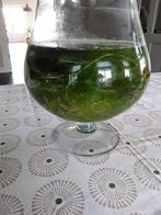 Waterplanten, Ophalen, Plant(en), Steen of Hout