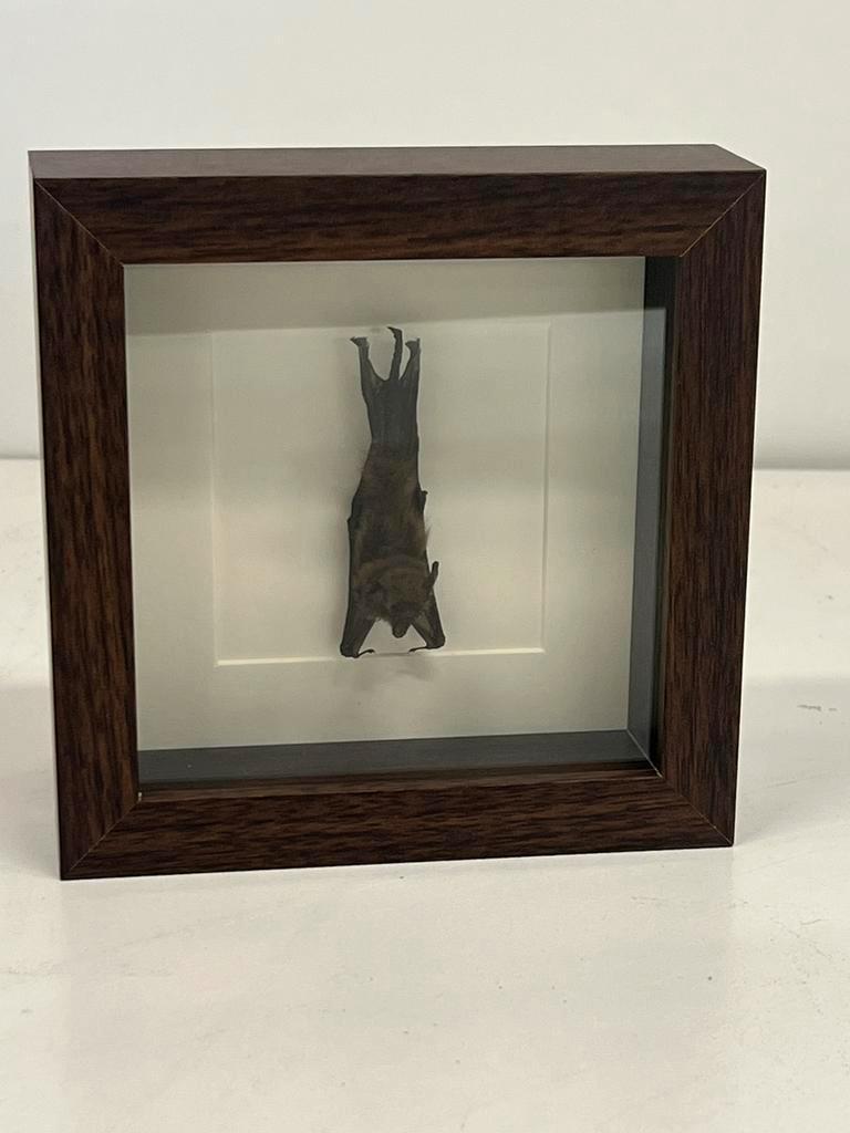 Opgezette vleermuis in lijst 16 x 16 cm, Verzamelen, Dierenverzamelingen, Ophalen of Verzenden, Zo goed als nieuw, Insect, Opgezet dier
