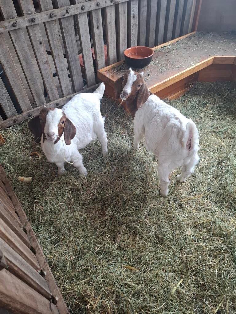 Boerbokjes, Mannelijk, Geit