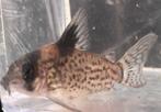 Corydoras - leucomelas | schwartzi | robineae, Dieren en Toebehoren, Vis, Zoetwatervis, Schoolvis