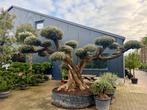 Mega bonsai olijfboom / olijfbomen met plateaus's te koop!!, Tuin en Terras, Planten | Bomen, Bloeit niet, Ophalen of Verzenden