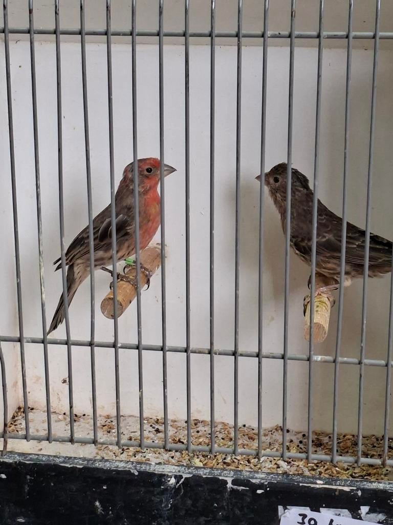 Mooi koppel Mexicaanse roodmus, Dieren en Toebehoren, Meerdere dieren