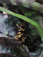 2.0 dendrobates leucomelas, 0 tot 2 jaar